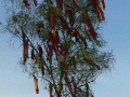 Schuetzenfest_2012 (77)