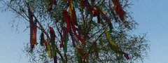 Schuetzenfest_2012 (77)